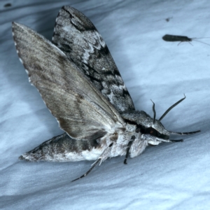 Psilogramma casuarinae at Tumut, NSW - 12 Feb 2022