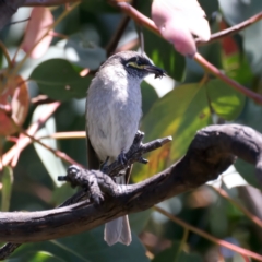 Caligavis chrysops (Yellow-faced Honeyeater) at Talbingo, NSW - 12 Feb 2022 by jb2602