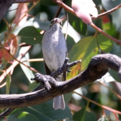 Caligavis chrysops at Talbingo, NSW - 13 Feb 2022
