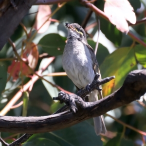 Caligavis chrysops at Talbingo, NSW - 13 Feb 2022