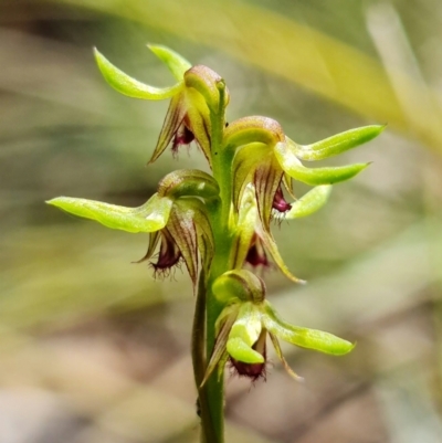 Corunastylis cornuta (Horned Midge Orchid) at Black Mountain - 15 Feb 2022 by RobG1