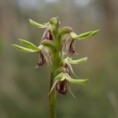 Corunastylis cornuta at Undefined Area - suppressed