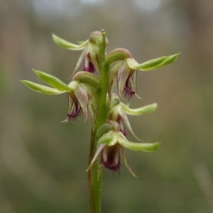 Corunastylis cornuta at Point 5515 - suppressed