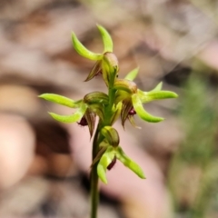 Corunastylis cornuta at Point 5515 - suppressed