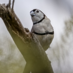 Stizoptera bichenovii (Double-barred Finch) at Hackett, ACT - 15 Feb 2022 by trevsci