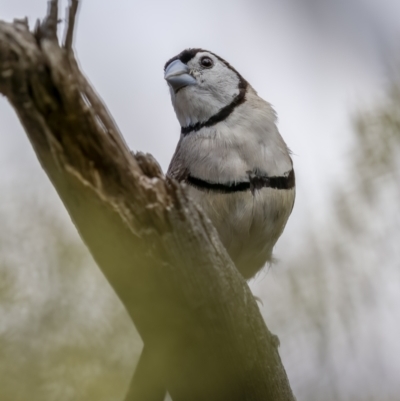 Stizoptera bichenovii (Double-barred Finch) at Hackett, ACT - 15 Feb 2022 by trevsci