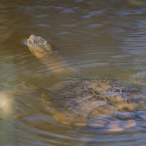 Chelodina longicollis at Pialligo, ACT - 15 Feb 2022