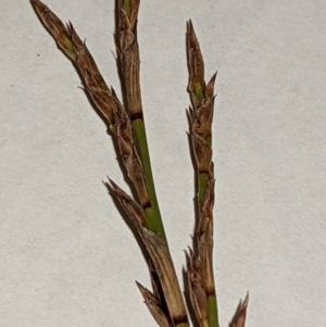 Lepidosperma laterale at Watson, ACT - 12 Feb 2022