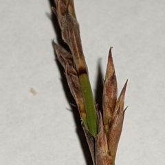 Lepidosperma laterale at Watson, ACT - 12 Feb 2022