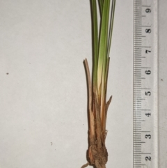 Lepidosperma laterale at Watson, ACT - 12 Feb 2022