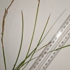 Lepidosperma laterale at Watson, ACT - 12 Feb 2022