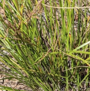 Lepidosperma laterale at Watson, ACT - 12 Feb 2022 03:59 PM