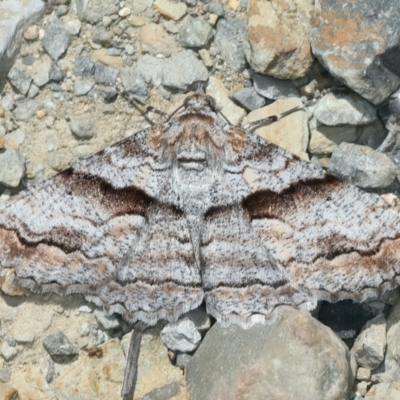 Gastrinodes bitaeniaria (Buff Bark Moth) at Kosciuszko National Park - 13 Feb 2022 by jb2602