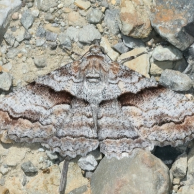 Gastrinodes bitaeniaria (Buff Bark Moth) at Pinbeyan, NSW - 13 Feb 2022 by jb2602