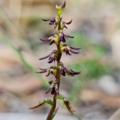 Corunastylis clivicola (Rufous midge orchid) at Black Mountain - 15 Feb 2022 by RobG1