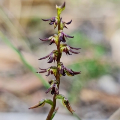 Corunastylis clivicola (Rufous midge orchid) at Black Mountain - 15 Feb 2022 by RobG1