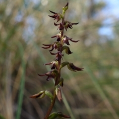 Corunastylis clivicola at Acton, ACT - 15 Feb 2022