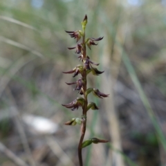 Corunastylis clivicola at Acton, ACT - 15 Feb 2022