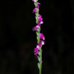 Spiranthes australis at Penrose, NSW - suppressed