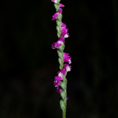 Spiranthes australis (Austral Ladies Tresses) at Penrose - 12 Feb 2022 by Aussiegall