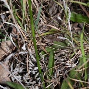 Spiranthes australis at Penrose, NSW - suppressed