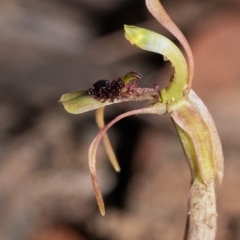 Chiloglottis seminuda (Turtle Orchid) at Penrose, NSW - 12 Feb 2022 by Aussiegall