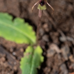 Chiloglottis seminuda at suppressed - 12 Feb 2022