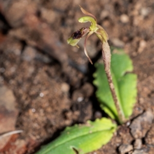 Chiloglottis seminuda at suppressed - 12 Feb 2022