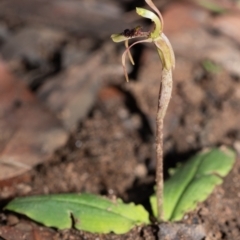 Chiloglottis seminuda at suppressed - 12 Feb 2022