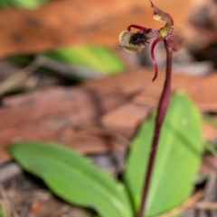 Chiloglottis seminuda (Turtle Orchid) at Penrose, NSW - 12 Feb 2022 by Aussiegall