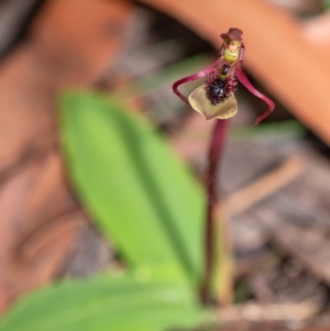 Chiloglottis seminuda at suppressed - suppressed