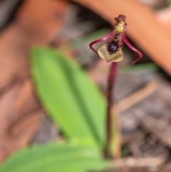 Chiloglottis seminuda at suppressed - 12 Feb 2022