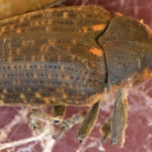 Larinus latus at Jerrabomberra, NSW - 14 Feb 2022