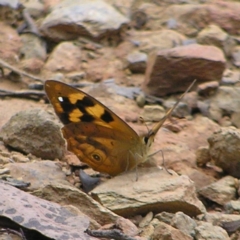 Heteronympha solandri (Solander's Brown) at Cotter River, ACT - 13 Feb 2022 by MatthewFrawley