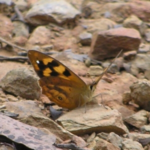 Heteronympha solandri at Cotter River, ACT - 13 Feb 2022