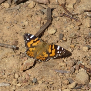 Vanessa kershawi at Cotter River, ACT - 13 Feb 2022