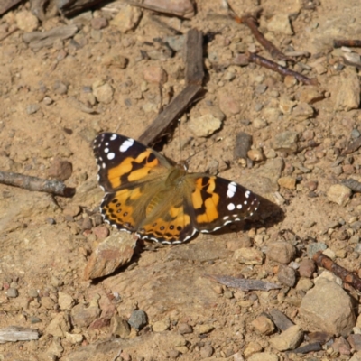 Vanessa kershawi (Australian Painted Lady) at Cotter River, ACT - 13 Feb 2022 by MatthewFrawley