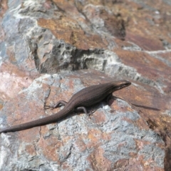 Pseudemoia entrecasteauxii (Woodland Tussock-skink) at Bimberi Nature Reserve - 13 Feb 2022 by MatthewFrawley