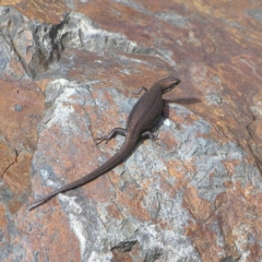 Pseudemoia entrecasteauxii at Brindabella, NSW - 13 Feb 2022