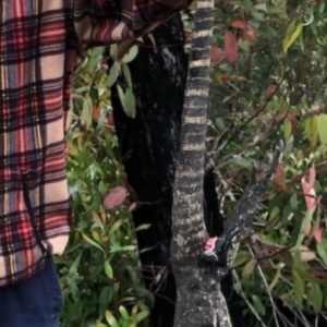 Varanus rosenbergi at Jerrawangala, NSW - 16 Feb 2022