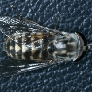 Dasybasis sp. (genus) at Talbingo, NSW - 13 Feb 2022 01:51 PM