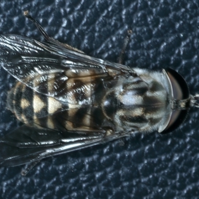 Dasybasis sp. (genus) (A march fly) at Kosciuszko National Park - 13 Feb 2022 by jb2602