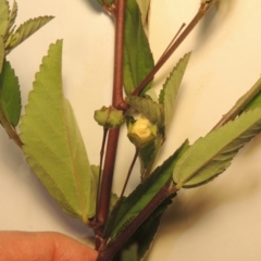 Paddy's Lucerne, Common Sida - Weeds Australia