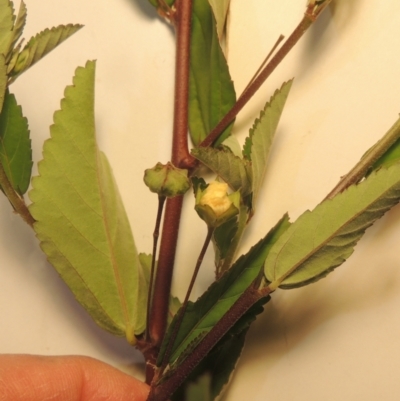 Sida rhombifolia (Paddy's Lucerne, Arrow-leaf Sida) at Urambi Hills - 7 Feb 2022 by michaelb