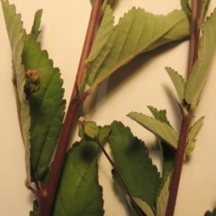 Sida rhombifolia at Kambah, ACT - 7 Feb 2022