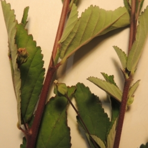 Sida rhombifolia at Kambah, ACT - 7 Feb 2022