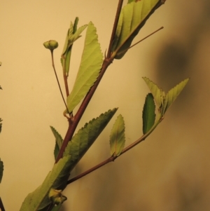 Sida rhombifolia at Kambah, ACT - 7 Feb 2022