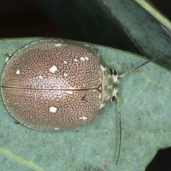 Paropsis aegrota (Eucalyptus Tortoise Beetle) at Pinbeyan, NSW - 13 Feb 2022 by jb2602