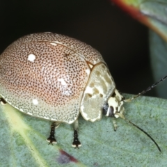 Paropsis aegrota at Pinbeyan, NSW - 13 Feb 2022 01:30 PM