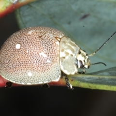 Paropsis aegrota at Pinbeyan, NSW - 13 Feb 2022 01:30 PM